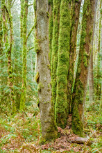 Squak Mountain State Park In Issaquah, Washington, USA. Moss-covered Trees Joined At The Base In A Rainforest.
