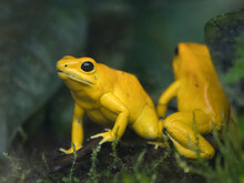 Usa, Washington State, Tacoma, Point Defiance Zoo, Pair Of Endangered Golden Poison Frogs