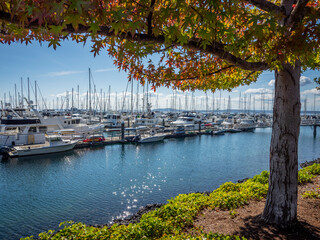 Sticker - Usa, Washington State, Seattle, sailboats at Elliott Bay Marina, viewed through tree with fall foliage