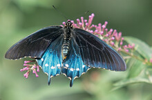 Washington State, Seattle. Butterfly, Pipevine Swallowtail