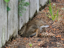 Washington State. Eastern Cottontail Crawling Under Fence