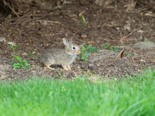 Wall Mural - Washington State. Eastern cottontail, baby, three weeks old