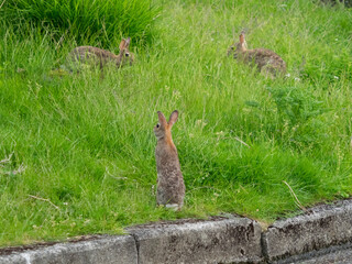 Washington State. Rabbits, Eastern cottontail in the grass