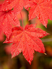 Wall Mural - Cascade Mountains of Washington near the Wenatchee River, vine maple leaves