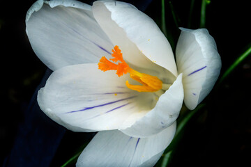 Wall Mural - White, yellow Crocus blooming, Bellevue, Washington State. First flower of spring