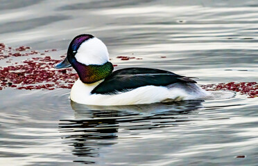 Poster - Male Bufflehead Duck, Kirkland, Washington State. Native to North America