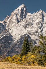 Canvas Print - Autumn aspen colors and Teton range, Grand Teton National Park, Wyoming