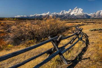 Poster - Autumn willows and rail fence and Teton range, Grand Teton National Park, Wyoming