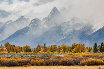 Canvas Print - Cottonwood trees in autumn color in front of Teton Range, Grand Teton National Park, Wyoming