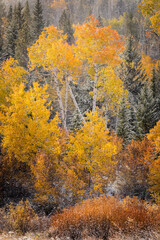 Poster - Autumn aspen gold colors and early snowfall, Grand Teton National Park, Wyoming