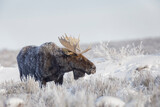 Fototapeta Tulipany - Bull moose on frosty cold morning in meadow, Grand Teton National Park, Wyoming