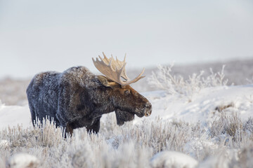 Poster - Bull moose on frosty cold morning in meadow, Grand Teton National Park, Wyoming