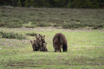 Wall Mural - USA, Wyoming, Grand Teton National Park. Female grizzly bear mother with four cubs.