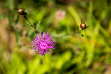 Macro Closeup Of One Pink Purple Fluffy Thistle Flower With Bokeh Background On Hiking Trail In Sugar Mountain, North Carolina Summer