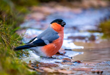 A Beautiful Bullfinch Bird With A Red Breast Sits On The Edge Of The Ice On A Frozen Pond And Drinks Water