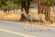 Yellowstone National Park, Wyoming, USA. Pronghorn Antelope Crossing A Highway.