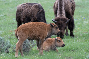 Wall Mural - USA, Wyoming. Bison and calves, Yellowstone National Park.