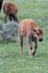 Canvas Print - USA, Wyoming. Bison calves, Yellowstone National Park.