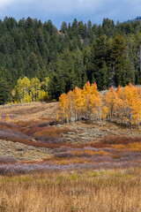 Sticker - USA, Wyoming. Colorful autumn foliage, Grand Teton National Park.