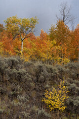 Wall Mural - USA, Wyoming. Colorful autumn foliage, Grand Teton National Park.