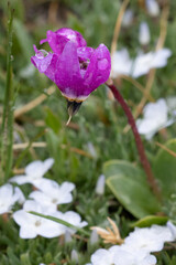 Canvas Print - USA, Wyoming. Shooting star with drops of water, Beartooth Pass.