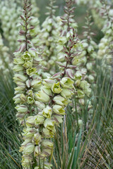 Wall Mural - USA, Wyoming. Yucca blossoms, Bighorn Canyon National Recreation Area.