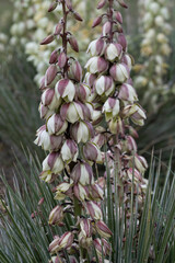 Wall Mural - USA, Wyoming. Yucca blossoms, Bighorn Canyon National Recreation Area.