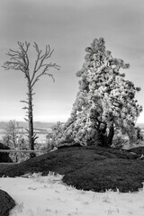 Wall Mural - USA, Wyoming. Boulders and hoar frost covered pines, Vedauwoo Recreation Area, Medicine Bow National Forest.