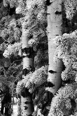 Canvas Print - USA, Wyoming. Hoar frost on aspen and pine, Vedauwoo Recreation Area, Medicine Bow National Forest.