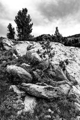 Wall Mural - USA, Wyoming. Alpine zone vista of boulders with trees and clouds, Beartooth Pass.