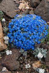 Canvas Print - USA, Wyoming. Alpine forget-me-not, Beartooth Pass.