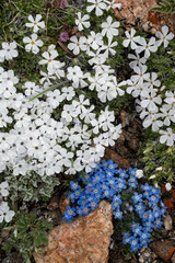 Canvas Print - USA, Wyoming. Alpine forget-me-not and Alpine Phlox, Beartooth Pass.