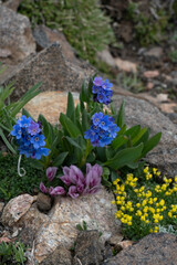 Wall Mural - USA, Wyoming. Sky Pilot, Yellowstone Draba and dwarf clover growing among rocks, Beartooth Pass.