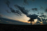 Fototapeta Na sufit - Tło z samotnym drzewem i pięknym niebem po zachodzie słońca.