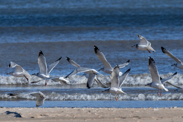 Sticker - The flock of American herring gull or Smithsonian gull (Larus smithsonianus or Larus argentatus smithsonianus) in flight on the shores of Lake Michigan