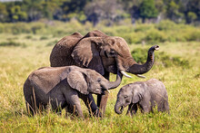 Mother And Young Elephant Calves In Africa