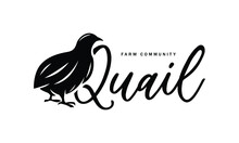 A Cute Quail Vector Illustration - Creative Logo, Icon, Symbol, Badge, Emblem For Avian Or Partridge Poultry
