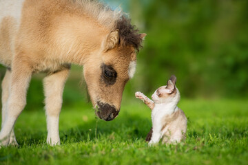 Wall Mural - Little kitten playing with pony foal in summer