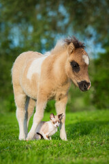 Wall Mural - Little kitten and pony foal together in summer