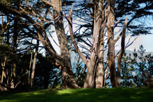 Pine Trees And Fresh Bright Green Grass In Land's End In San Francisco With Ocean Background