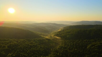 Wall Mural - Vibrant foggy evening over dark forest trees at bright summer sunset. Amazingl scenery of wild woodland at dusk