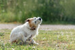 long-haired dog Jack Russell terrier itches on the road among midges during a walk in nature during a warm day