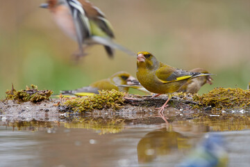 Wall Mural - European greenfinch ,,Chloris chloris,, in wild amazing danubian forest, Slovakia, Europe