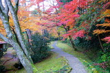 Fototapeta Na drzwi - 鶴仙渓の紅葉