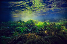 Multicolored Underwater Landscape In The River, Algae Clear Water, Plants Under Water