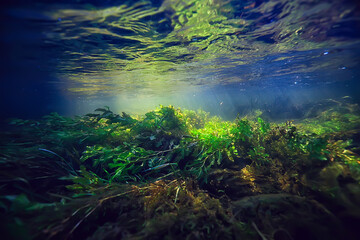 Wall Mural - multicolored underwater landscape in the river, algae clear water, plants under water