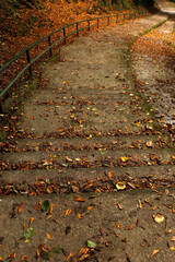 Canvas Print -  Autumn leaves background in the park