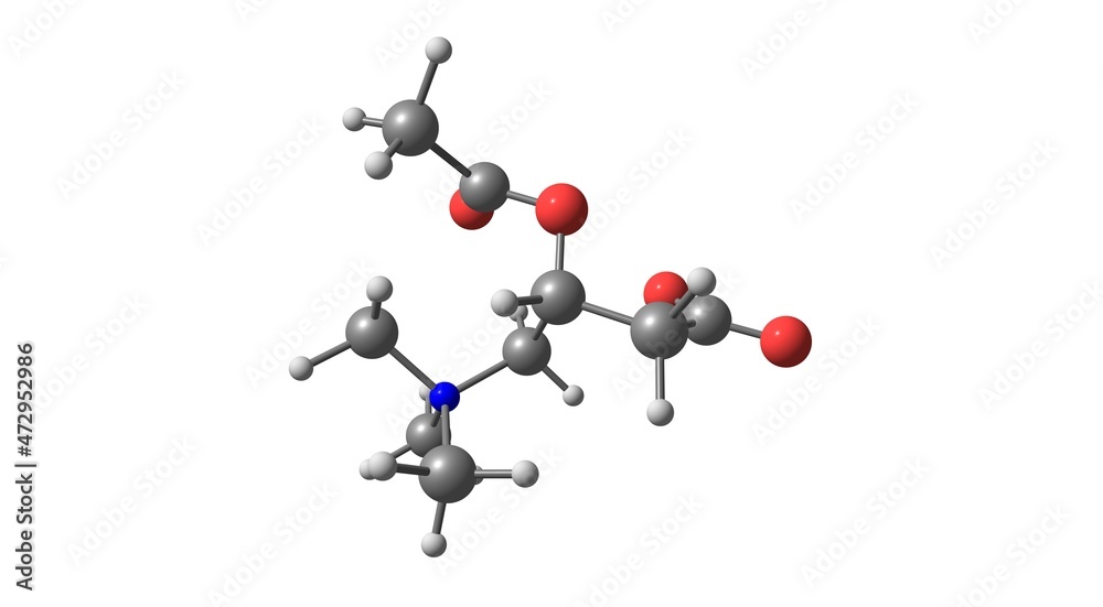 l-carnitine molecule L-Carnitine Powder | L-Carnitine Supplements main image 0