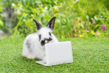 Newborn tiny white black bunny with small laptop sitting on the green grass. Lovely baby rabbit looking at something with notebook on lawn natural background. Easter fluffy rodent concept