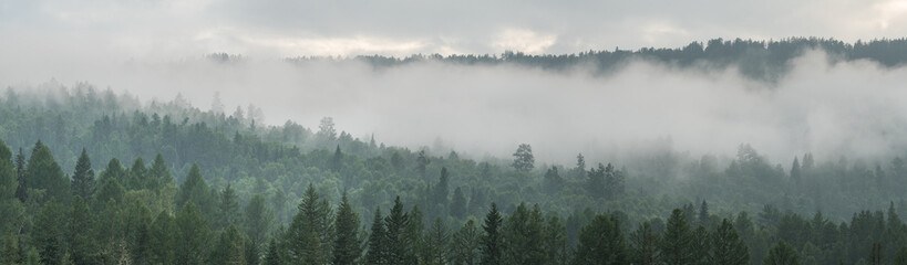 Sticker - Mountain taiga, a wild place in Siberia. Coniferous forest, morning fog, panoramic view.